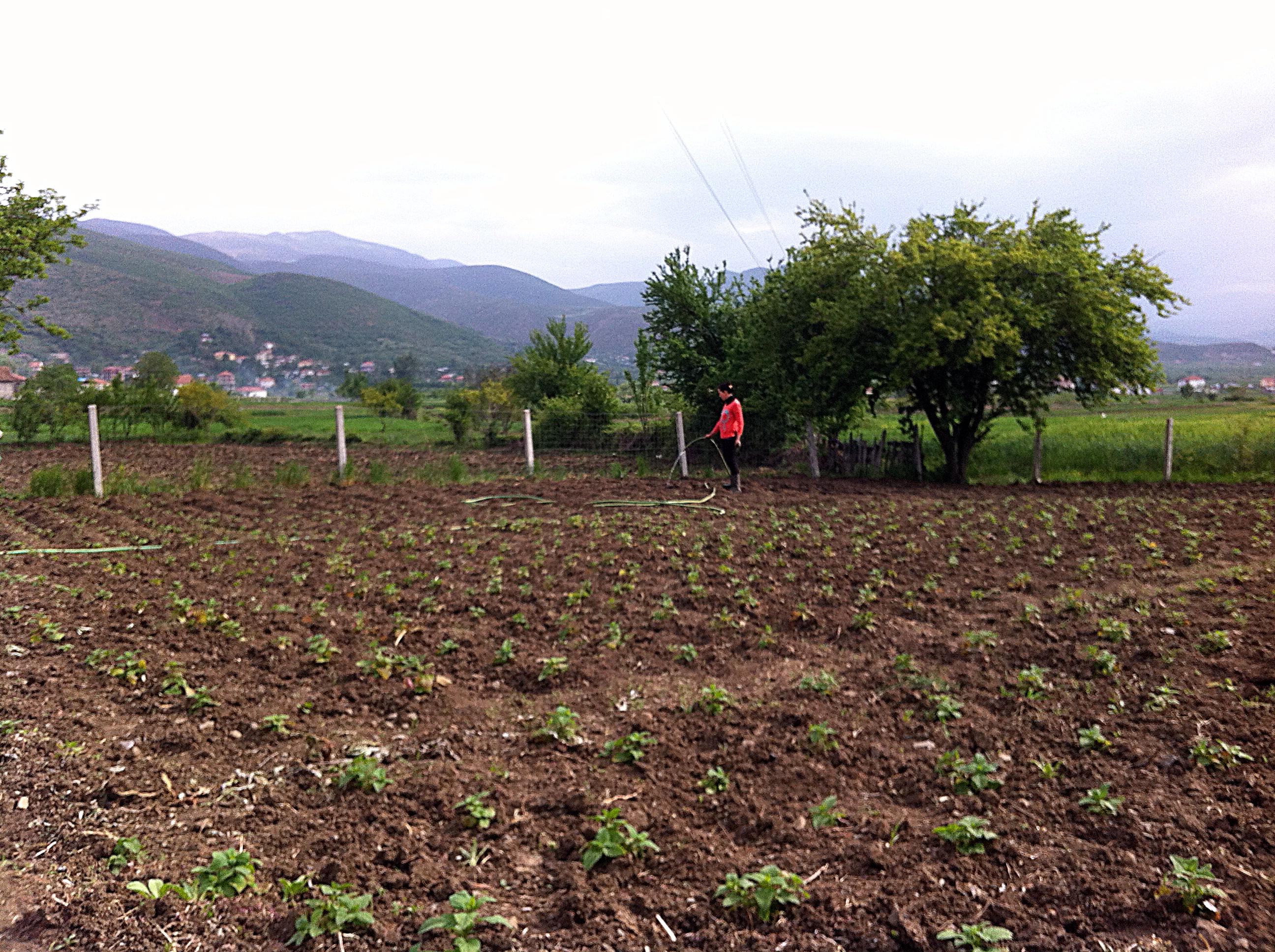 Agro-MAP irrigation