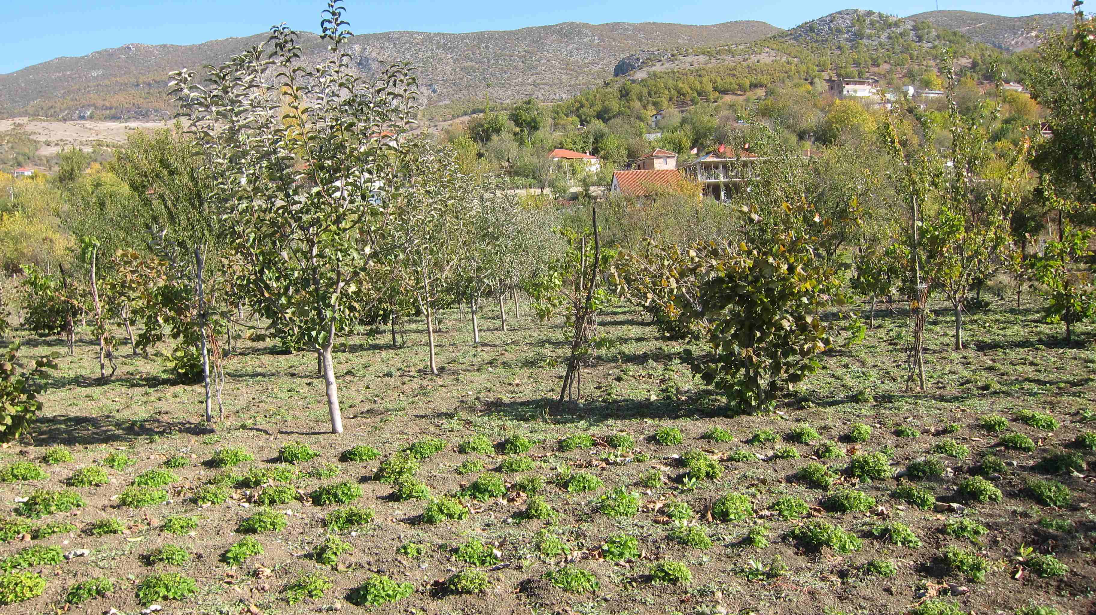 Agro-MAP permaculture