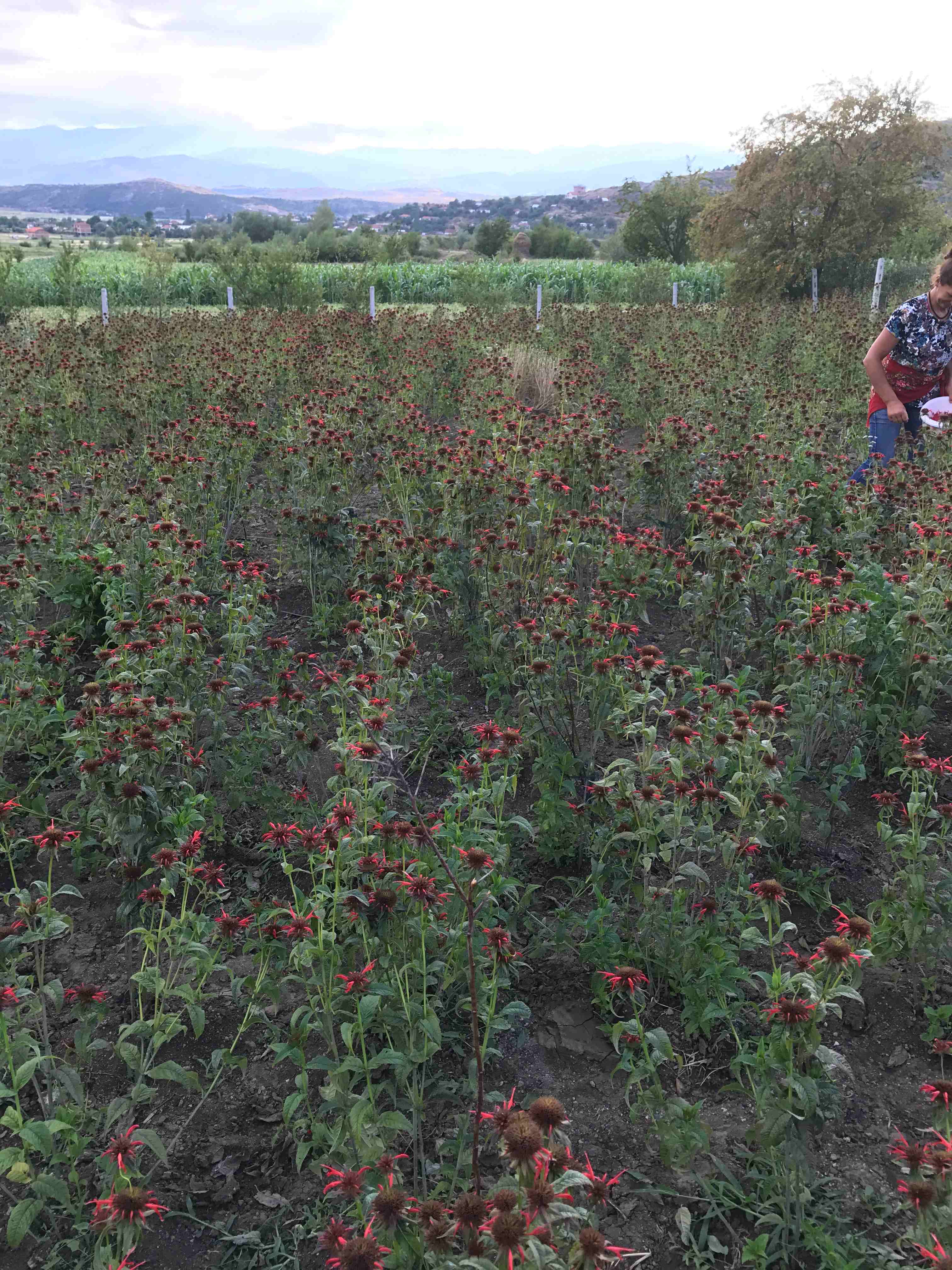 Agro-MAP cultivation bee balm